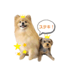 “わん”だふる（個別スタンプ：3）