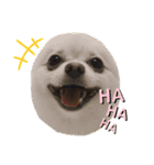“わん”だふる（個別スタンプ：7）