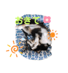 黒柴うめちゃんの日常スタンプ（個別スタンプ：28）