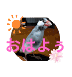 桜文鳥日常挨拶/チュンちゃん（個別スタンプ：1）