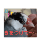 桜文鳥日常挨拶/チュンちゃん（個別スタンプ：3）