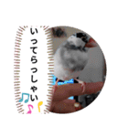 桜文鳥日常挨拶/チュンちゃん（個別スタンプ：4）
