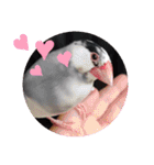 桜文鳥日常挨拶/チュンちゃん（個別スタンプ：5）