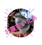 桜文鳥日常挨拶/チュンちゃん（個別スタンプ：7）