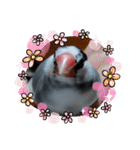 桜文鳥日常挨拶/チュンちゃん（個別スタンプ：10）