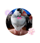 桜文鳥日常挨拶/チュンちゃん（個別スタンプ：11）