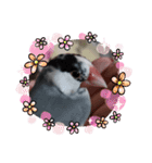 桜文鳥日常挨拶/チュンちゃん（個別スタンプ：13）