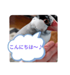 桜文鳥日常挨拶/チュンちゃん（個別スタンプ：27）