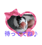 桜文鳥日常挨拶/チュンちゃん（個別スタンプ：32）