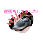 桜文鳥日常挨拶/チュンちゃん（個別スタンプ：36）