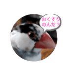 桜文鳥日常挨拶/チュンちゃん（個別スタンプ：37）