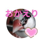 桜文鳥日常挨拶/チュンちゃん（個別スタンプ：38）