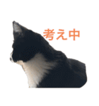 仲良しねこねこ（個別スタンプ：4）