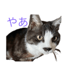 仲良しねこねこ（個別スタンプ：7）