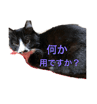 仲良しねこねこ（個別スタンプ：9）