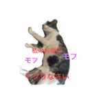 仲良しねこねこ（個別スタンプ：11）