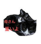 仲良しねこねこ（個別スタンプ：14）