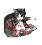 仲良しねこねこ（個別スタンプ：18）