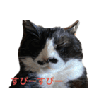 仲良しねこねこ（個別スタンプ：19）