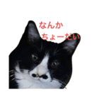 仲良しねこねこ（個別スタンプ：21）