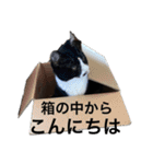 仲良しねこねこ（個別スタンプ：23）