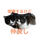 仲良しねこねこ（個別スタンプ：27）