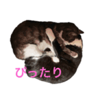 仲良しねこねこ（個別スタンプ：28）