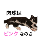 仲良しねこねこ（個別スタンプ：29）