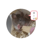 ねずはむ（個別スタンプ：1）