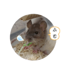 ねずはむ（個別スタンプ：2）