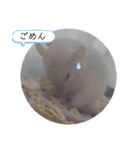 ねずはむ（個別スタンプ：3）