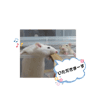 ねずはむ（個別スタンプ：4）