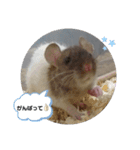 ねずはむ（個別スタンプ：7）