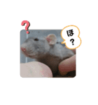ねずはむ（個別スタンプ：9）
