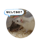 ねずはむ（個別スタンプ：11）