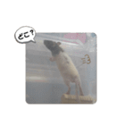 ねずはむ（個別スタンプ：14）