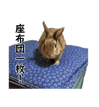 うさぎのやまとさん（個別スタンプ：20）