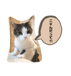 まいにち猫ねこ②（個別スタンプ：8）