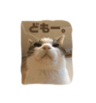 まいにち猫ねこ②（個別スタンプ：17）