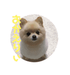 ポメポメアイス（個別スタンプ：3）