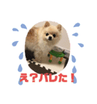 ポメポメアイス（個別スタンプ：5）