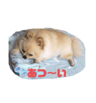 ポメポメアイス（個別スタンプ：6）