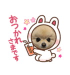 ポメポメアイス（個別スタンプ：11）