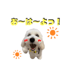 ラテちゃん,レイちゃん by晩ママ（個別スタンプ：3）