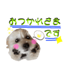 ラテちゃん,レイちゃん by晩ママ（個別スタンプ：7）