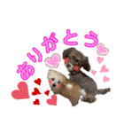 ラテちゃん,レイちゃん by晩ママ（個別スタンプ：8）