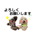 ラテちゃん,レイちゃん by晩ママ（個別スタンプ：10）
