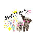 ラテちゃん,レイちゃん by晩ママ（個別スタンプ：14）