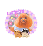 トイプードル ぷりんのスタンプ6（個別スタンプ：1）