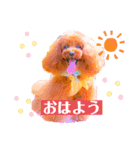 トイプードル ぷりんのスタンプ6（個別スタンプ：5）